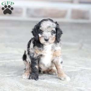 Raine, Cavapoo Puppy